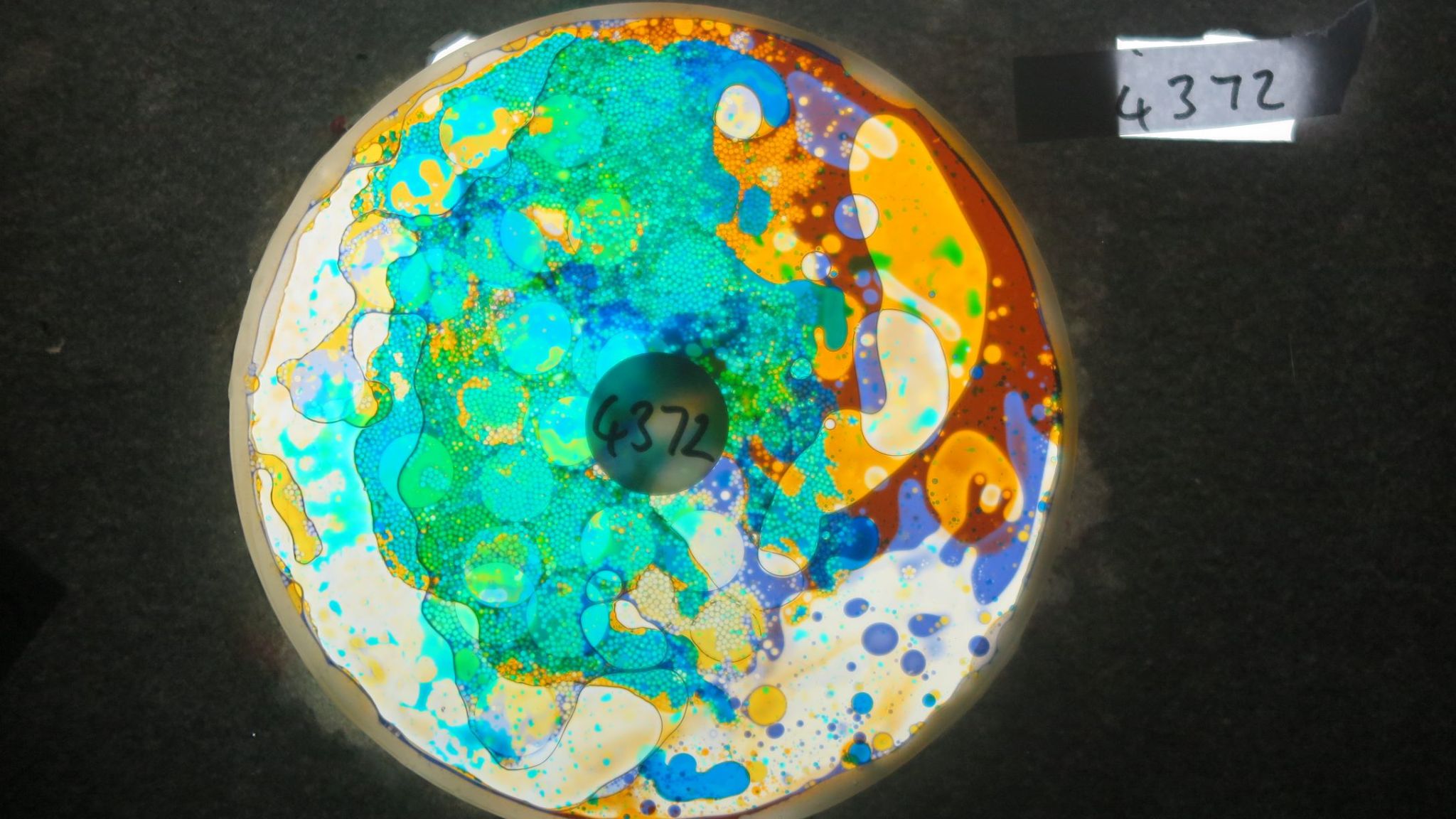 BV4372 bubble vision oil wheel